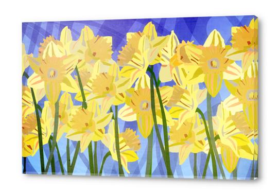 Spring Daffodils Acrylic prints by paulgoddard