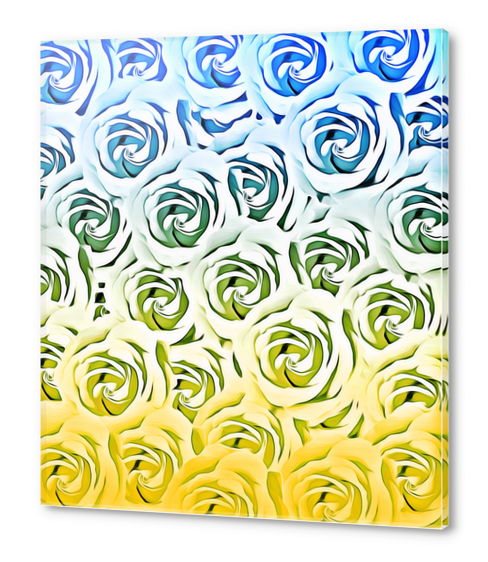 rose pattern texture abstract background in blue and yellow Acrylic prints by Timmy333