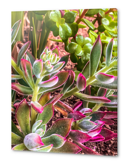 closeup green and pink succulent garden Acrylic prints by Timmy333