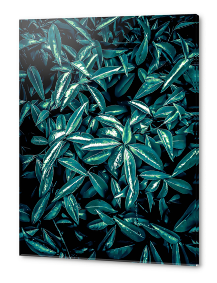 green leaves texture abstract background Acrylic prints by Timmy333