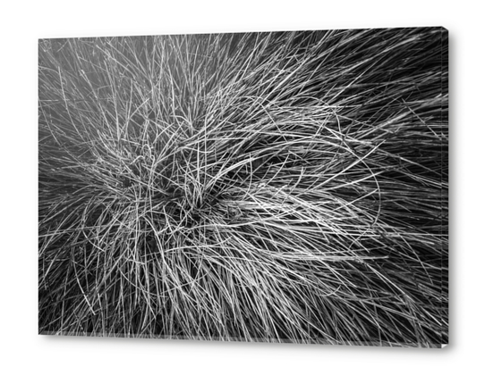 closeup grass field texture in black and white Acrylic prints by Timmy333