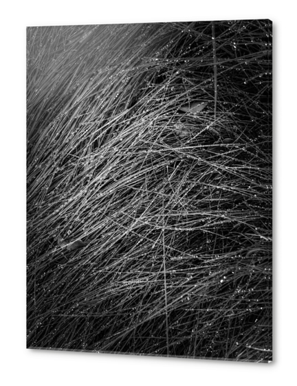 grass texture in black and white Acrylic prints by Timmy333