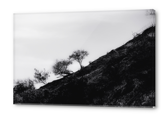 tree on the mountain at California USA in black and white Acrylic prints by Timmy333