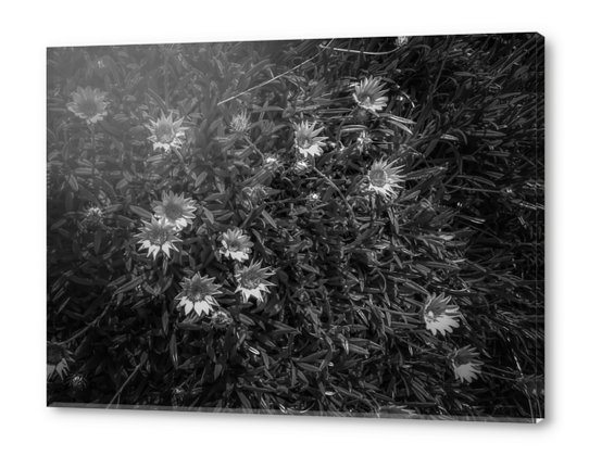 closeup blooming flowers field in black and white Acrylic prints by Timmy333