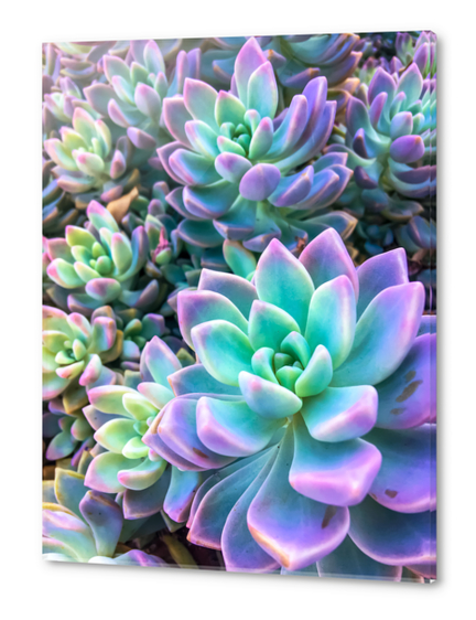 closeup green and pink succulent plant garden background Acrylic prints by Timmy333