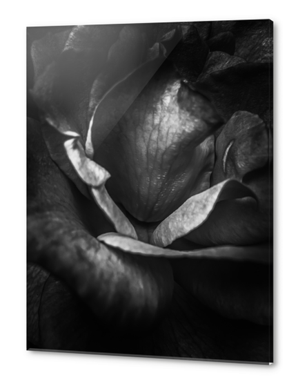 closeup rose background in black and white Acrylic prints by Timmy333