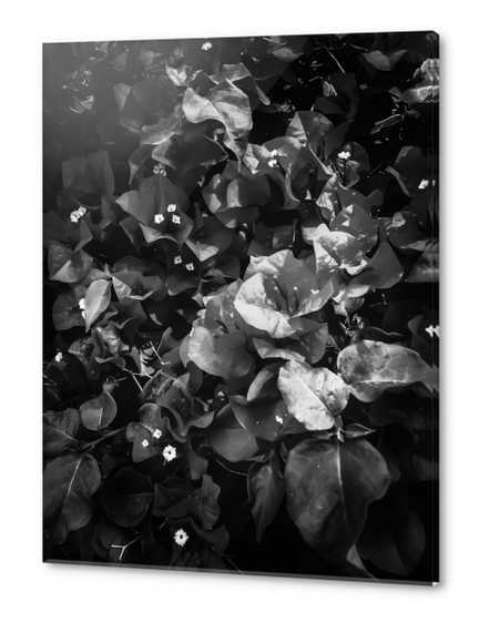 closeup blooming bougainvillea flowers in black and white Acrylic prints by Timmy333