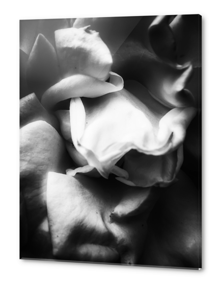 rose texture abstract background in black and white Acrylic prints by Timmy333