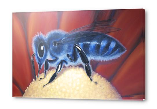 Blue Bee Acrylic prints by di-tommaso