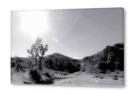 cactus in desert with summer sunlight at Red Rock Canyon, California, USA in black and white Acrylic prints by Timmy333