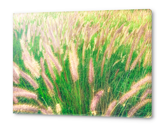 closeup green grass field texture abstract with grass flowers Acrylic prints by Timmy333