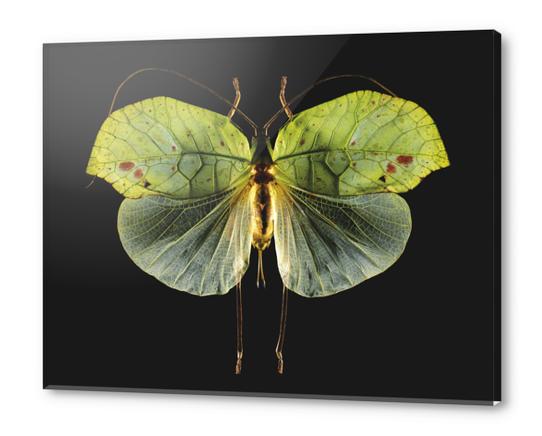 Cycloptera Acrylic prints by Mermet