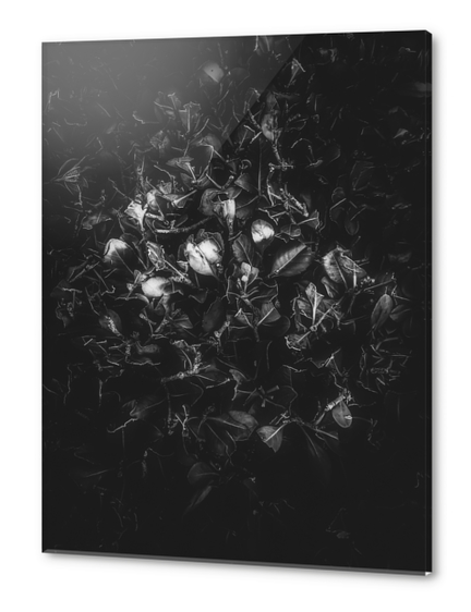 leaves texture in black and white Acrylic prints by Timmy333