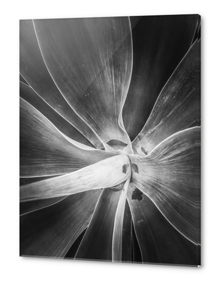 succulent plant texture in black and white Acrylic prints by Timmy333