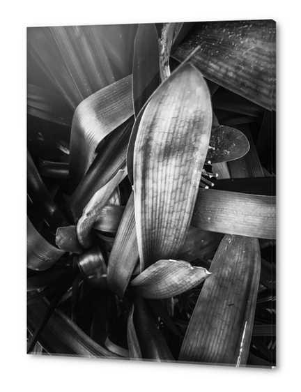 closeup leaves texture background in black and white Acrylic prints by Timmy333