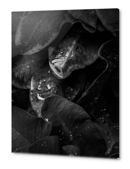 closeup tropical plant leaves texture in black and white Acrylic prints by Timmy333