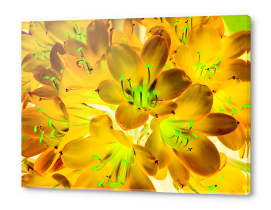 closeup yellow flower with green pollen background Acrylic prints by Timmy333