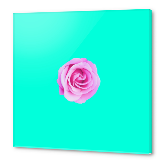 closeup pink rose with green background Acrylic prints by Timmy333