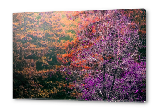 autumn tree in the forest with purple and brown leaf Acrylic prints by Timmy333