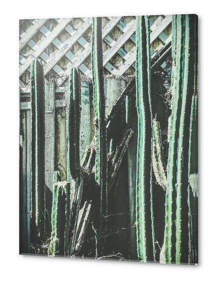 cactus with green and white wooden fence background Acrylic prints by Timmy333