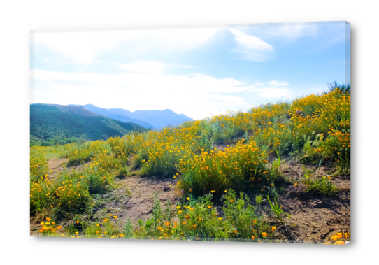 yellow poppy flower field with green leaf and blue cloudy sky in summer Acrylic prints by Timmy333