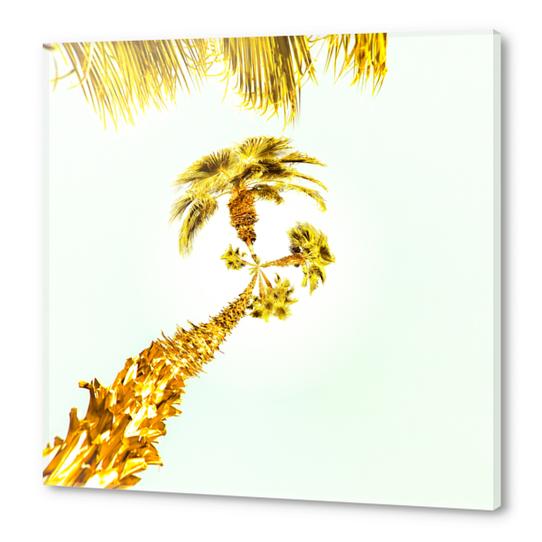 palm trees with the summer sky background Acrylic prints by Timmy333