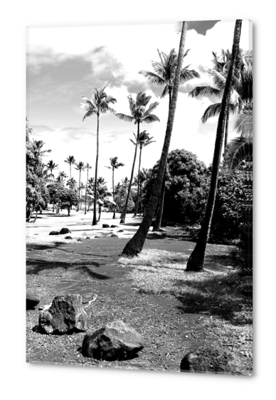 palm tree with cloudy sky in black and white Acrylic prints by Timmy333