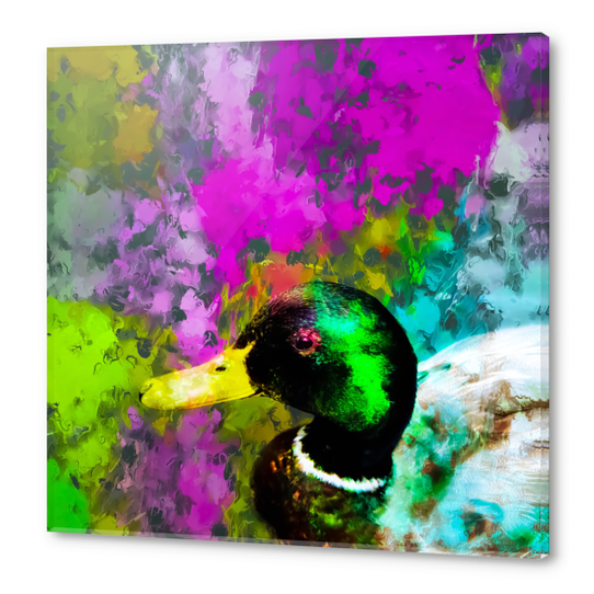 mallard duck with pink blue green yellow painting abstract background Acrylic prints by Timmy333