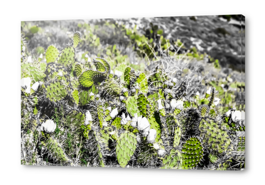 texture of the green cactus with white flower in the desert  Acrylic prints by Timmy333