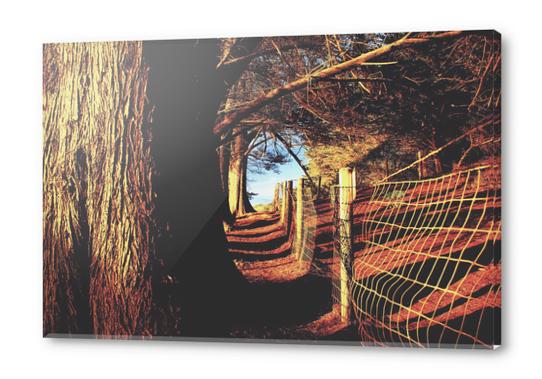 trees in the forest with shadow and sunlight Acrylic prints by Timmy333