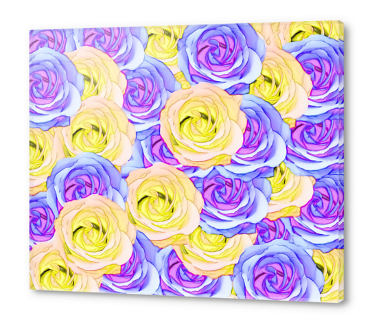 blooming rose texture pattern abstract background in yellow and pink Acrylic prints by Timmy333