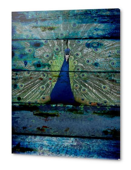 Peacock III Acrylic prints by Irena Orlov