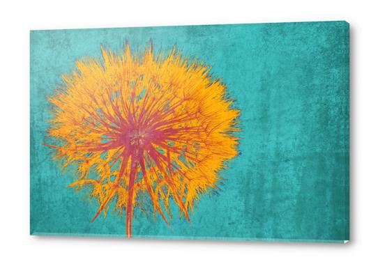 Dandelion Acrylic prints by Irena Orlov