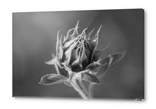 Sunflower Acrylic prints by cinema4design