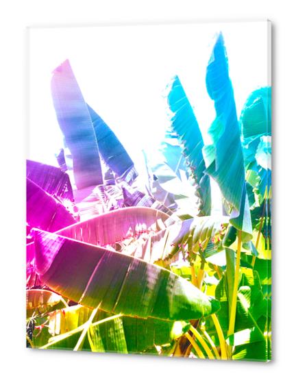 Summer bananas 2 Acrylic prints by fokafoka