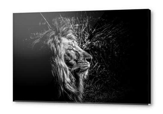 Lion Acrylic prints by Traven Milovich