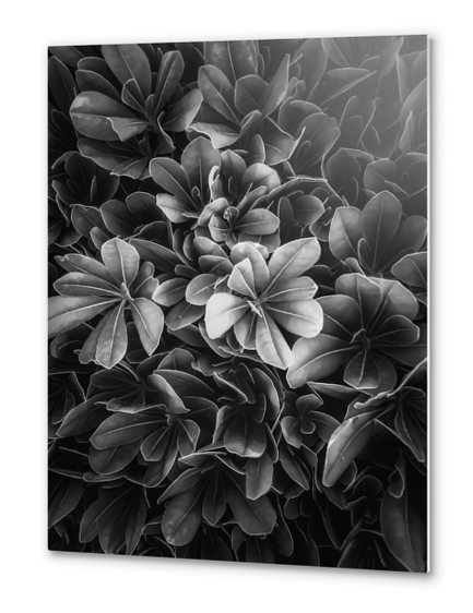 leaves texture background in black and white Metal prints by Timmy333