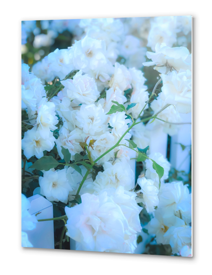 closeup white roses garden with green leaves Metal prints by Timmy333