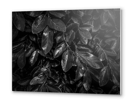 Closeup leaves garden texture in black and white Metal prints by Timmy333