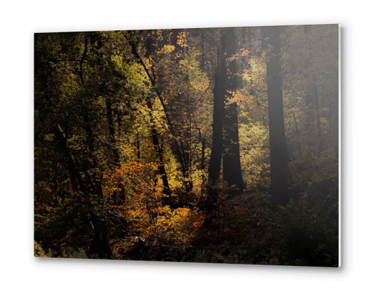 Autumn tree in the forest at Yosemite national park California USA Metal prints by Timmy333