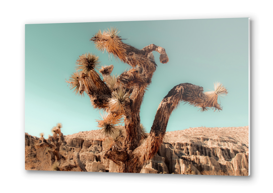 Cactus and desert at Red Rock Canyon State Park California USA Metal prints by Timmy333