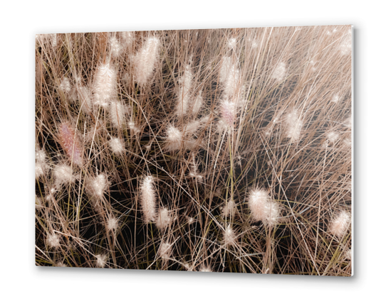 blooming grass flowers with brown dry grass background Metal prints by Timmy333