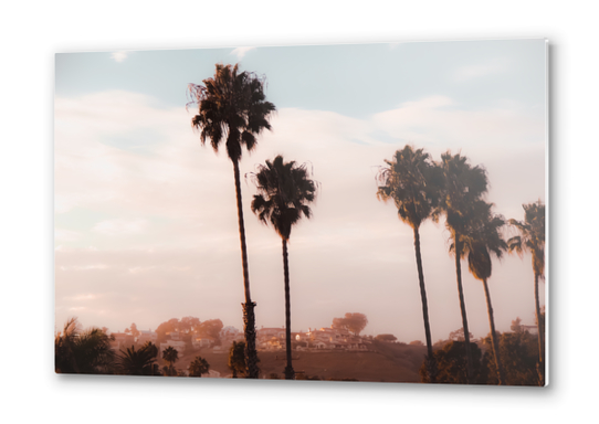 Palm tree with blue cloudy sunset sky at Shoreline Santa Barbara California USA Metal prints by Timmy333