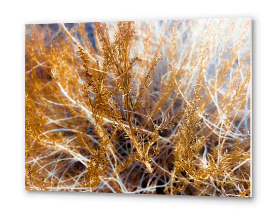 closeup dry brown grass texture abstract background Metal prints by Timmy333