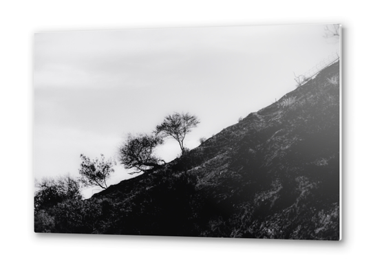 tree on the mountain at California USA in black and white Metal prints by Timmy333