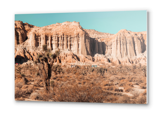 Cactus in the desert at Red Rock Canyon State Park California USA Metal prints by Timmy333