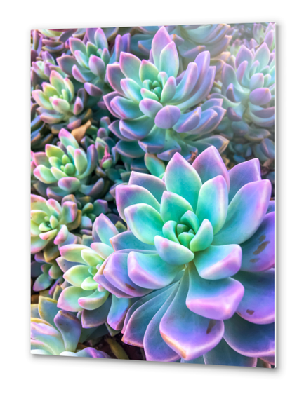 closeup green and pink succulent plant garden background Metal prints by Timmy333