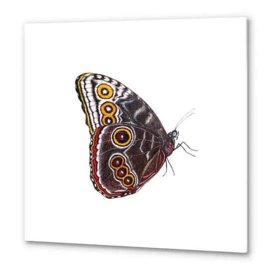 Butterfly Metal prints by Nika_Akin