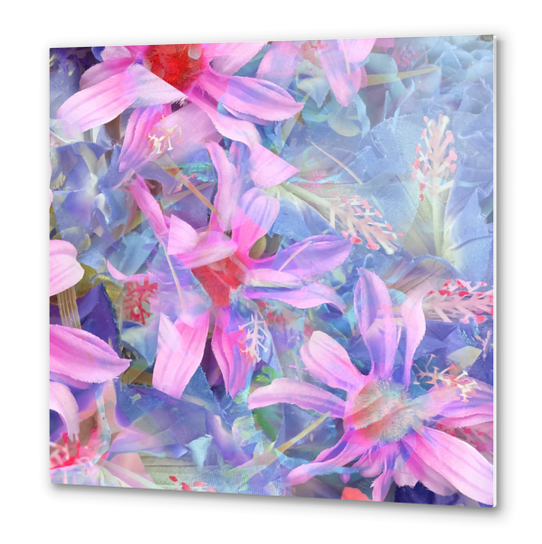 blooming pink and blue daisy flower abstract background Metal prints by Timmy333