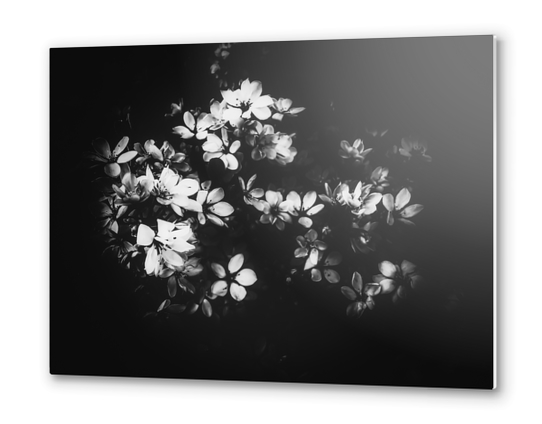 flowers background in black and white Metal prints by Timmy333